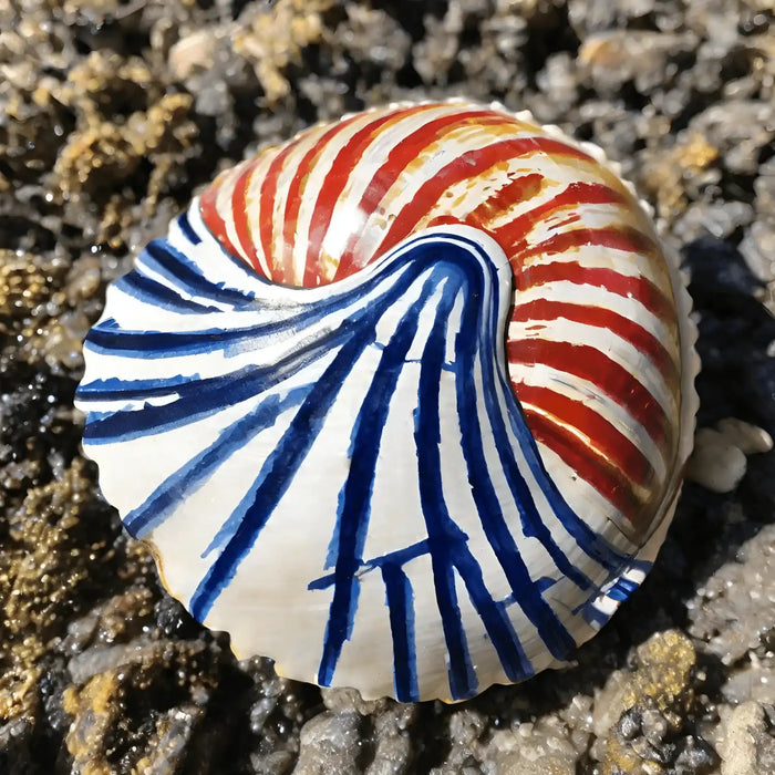DIY Shell Painting Kit Ocean Craft Activity for Adults