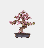 Sakura Bonsai