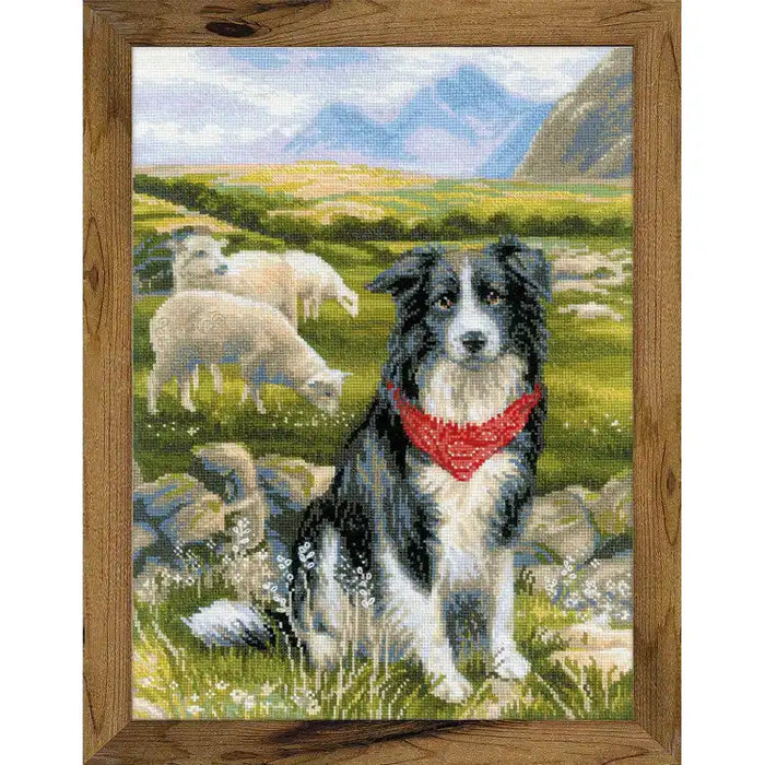Cross Stitch Kit Riolis - BORDER COLLIE SR1767