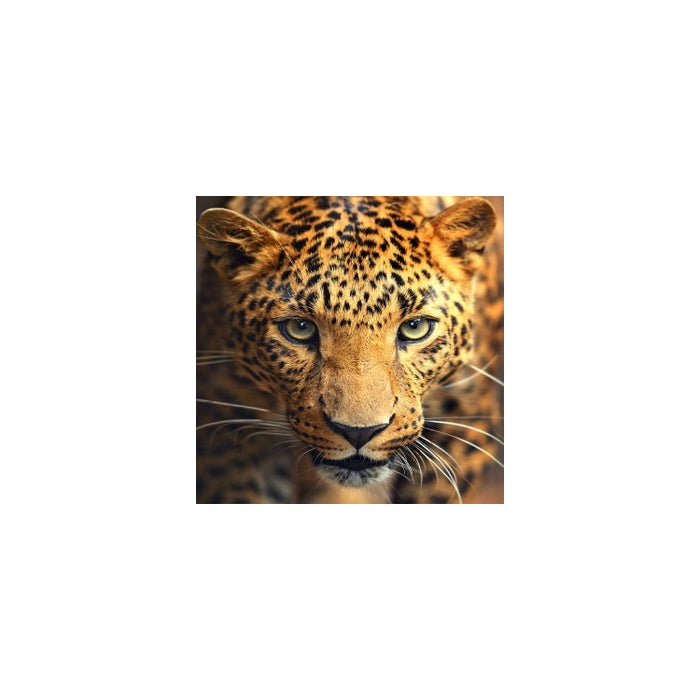 Diamond Painting Kit - PORTRAIT OF THE LEOPARD 30_30 CM AZ-1400