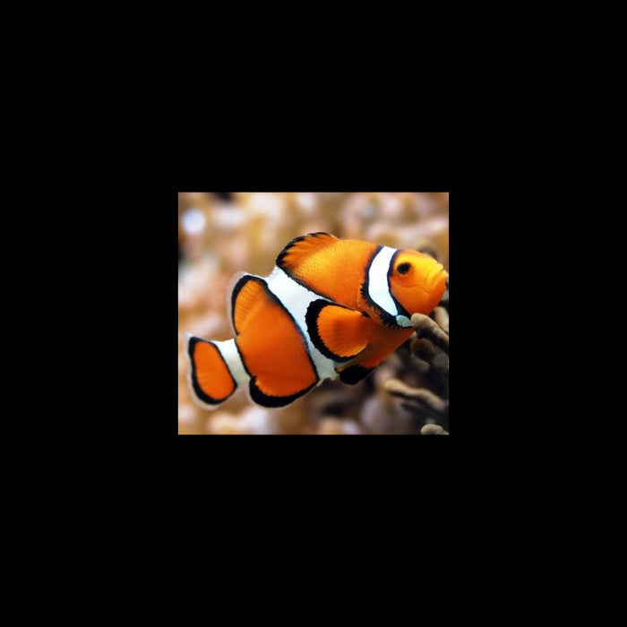 Diamond Painting Kit - "CLOWN FISH" 20_18 CM AM1061