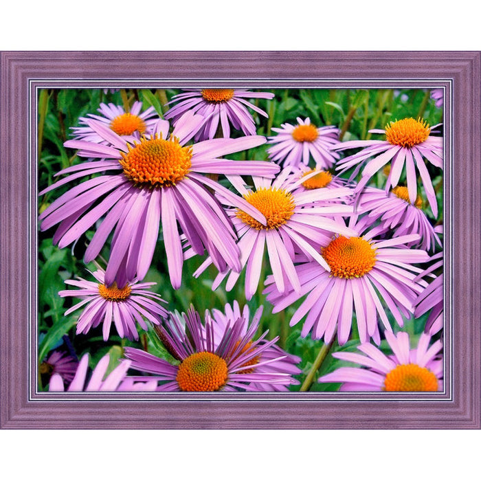 Diamond Painting Kit - PURPLE CHAMOMILES 40X30 CM AZ-1702