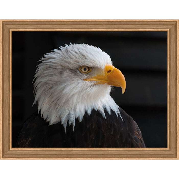 Diamond Painting Kit - BALD EAGLE 40_30 CM AZ-1714