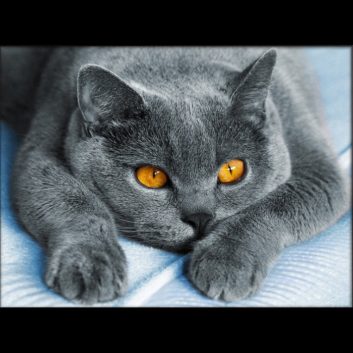 Diamond Painting Kit - AFFECTIONATE BRITON 40_30 CM AZ-1857