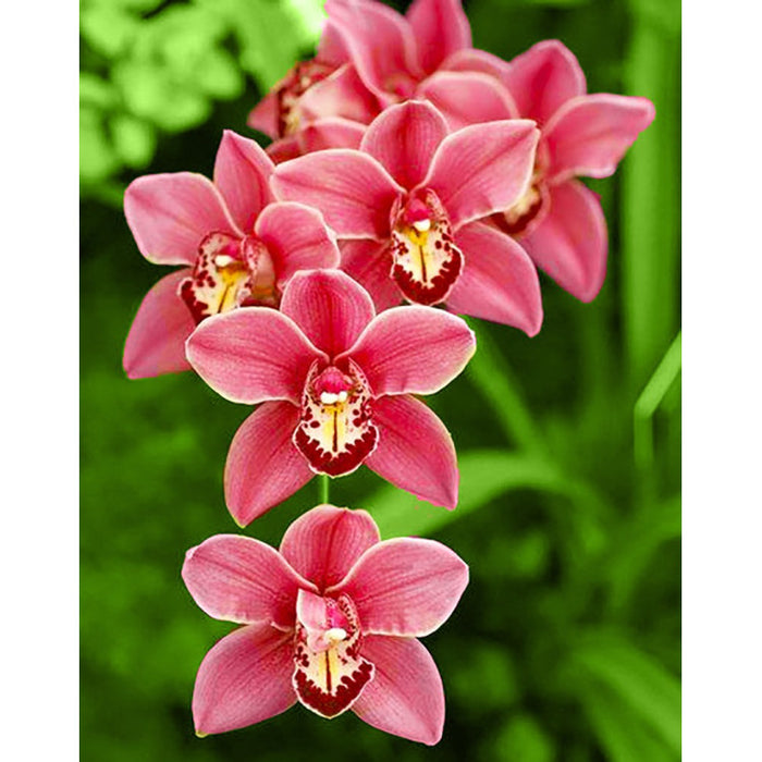 Diamond Painting Kit - CIMBIDIUM 38*48 CM WD033