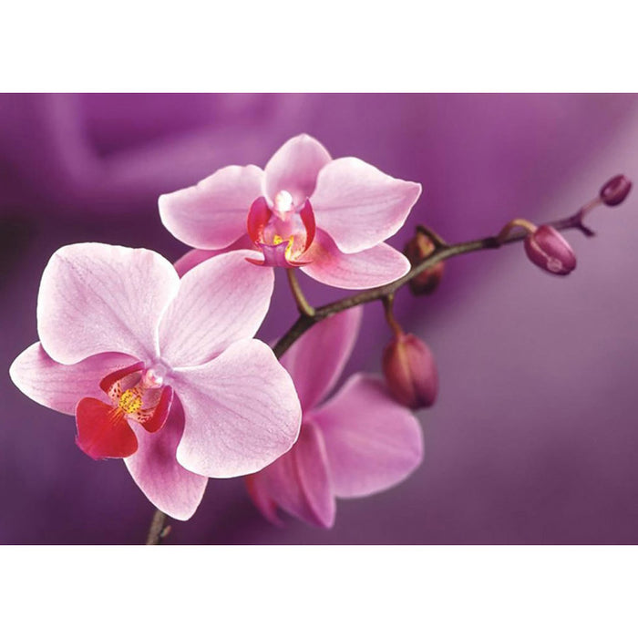 Diamond Painting Kit - BRANCH OF ORCHIDS 38*27 CM WD038