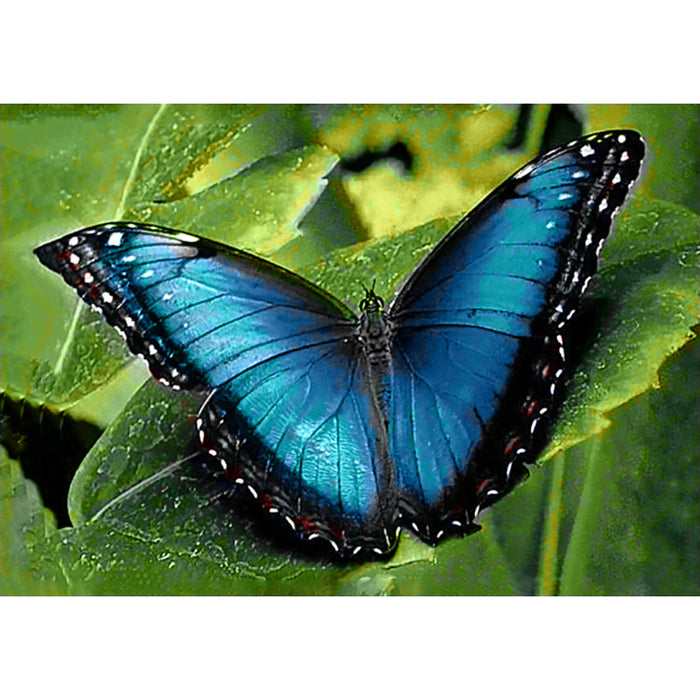 Diamond Painting Kit - BLUE MORPHO30*20 CM WD055