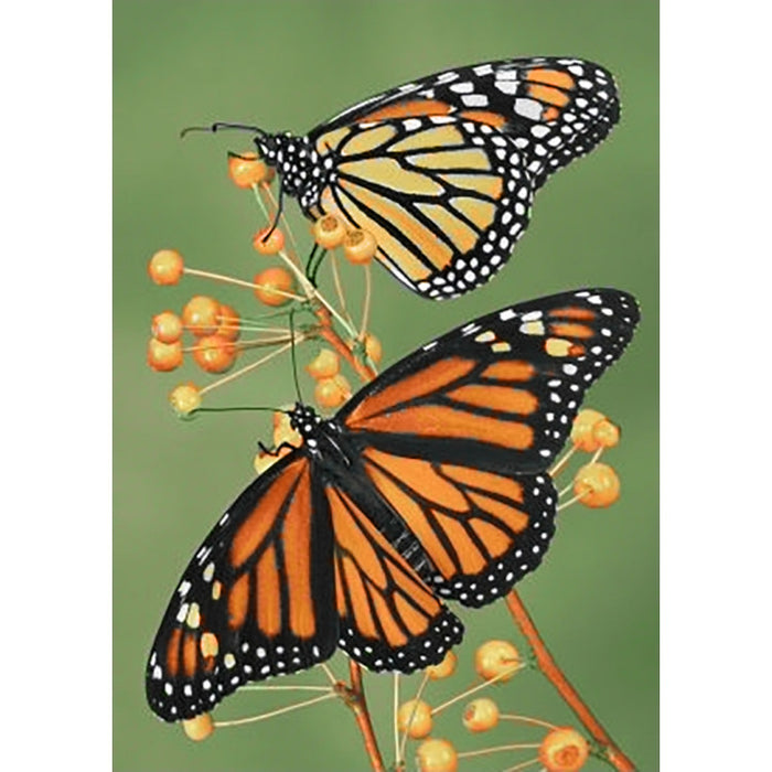 Diamond Painting Kit - SOFTNESS 27*38 CM WD061