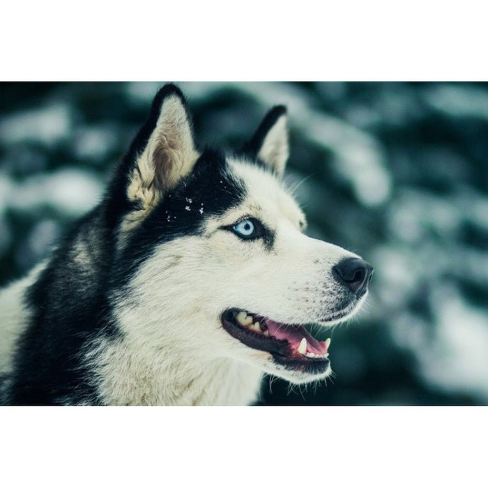 Diamond Painting Kit - NOTHERN FRIEND 27*38 CM WD087