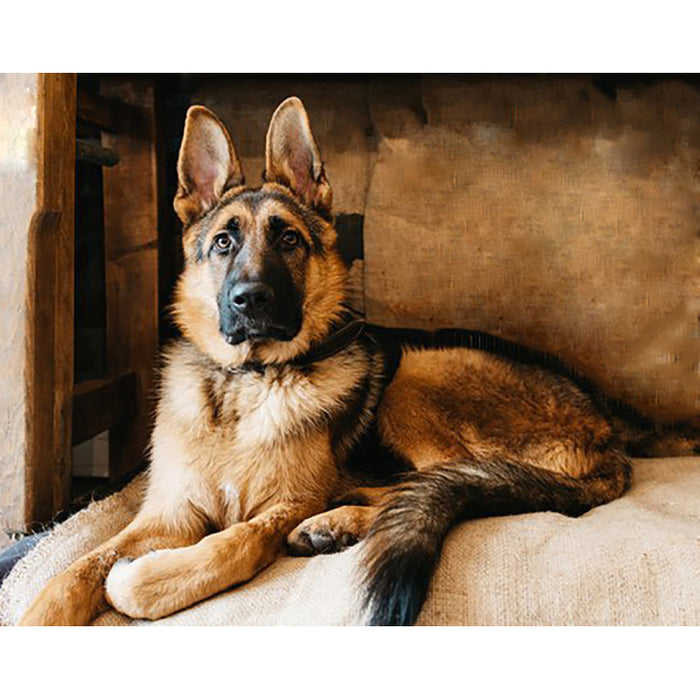 Diamond Painting Kit - SHEPHERD 48*38 CM WD184