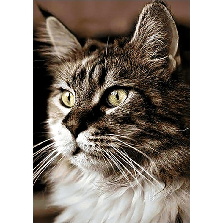 Diamond Painting Kit - CAT AT HOME 20 _ 30 CM WD212