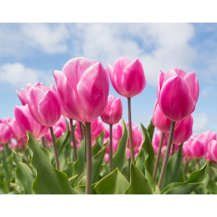 Diamond Painting Kit - SKY AND TULIPS 48*38 CM WD2301