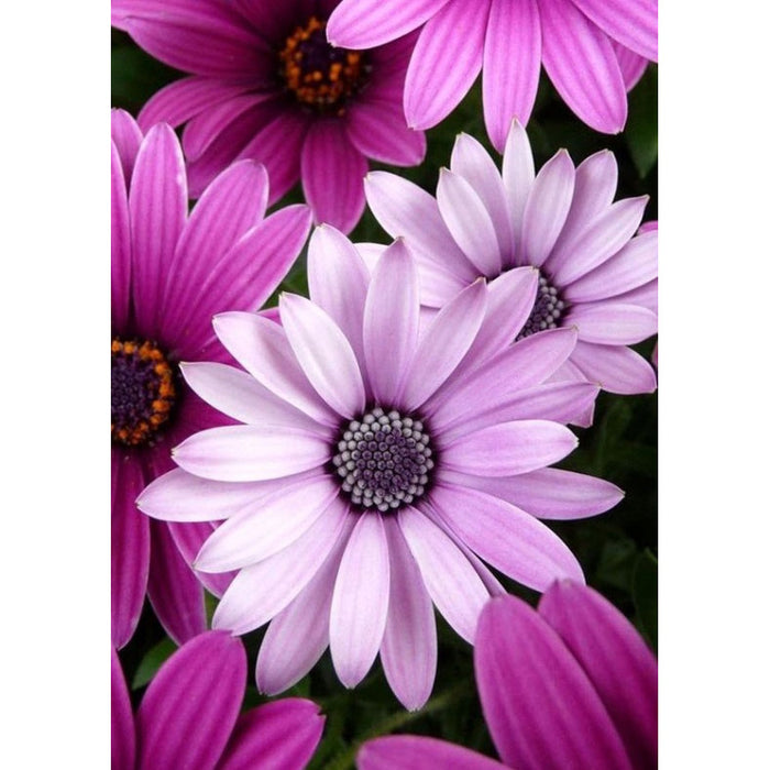 Diamond Painting Kit - PURPLE DAISIES 27*38 CM WD2306