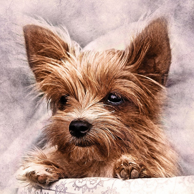 Diamond Painting Kit - FLUFFY FRIEND 38*38 CM WD2307