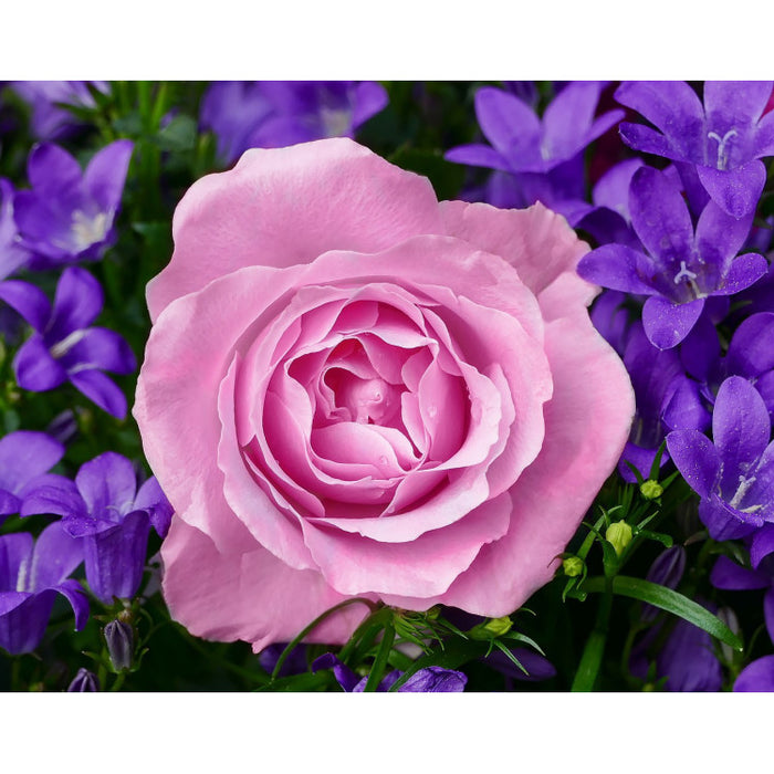 Diamond Painting Kit - GARDEN ROSE 48*38 CM WD2308