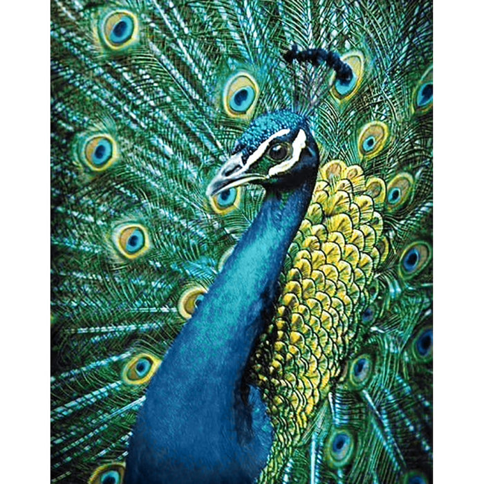 Diamond Painting Kit - PEACOCK 38 _ 48 CM WD231