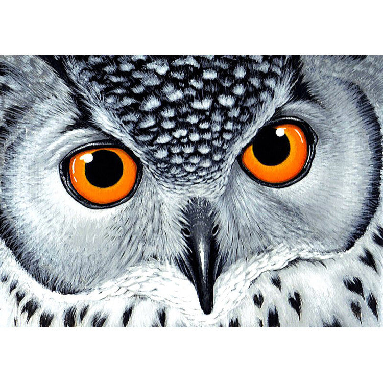 Diamond Painting Kit - OWL'S LOOK 38 _ 27 CM WD243