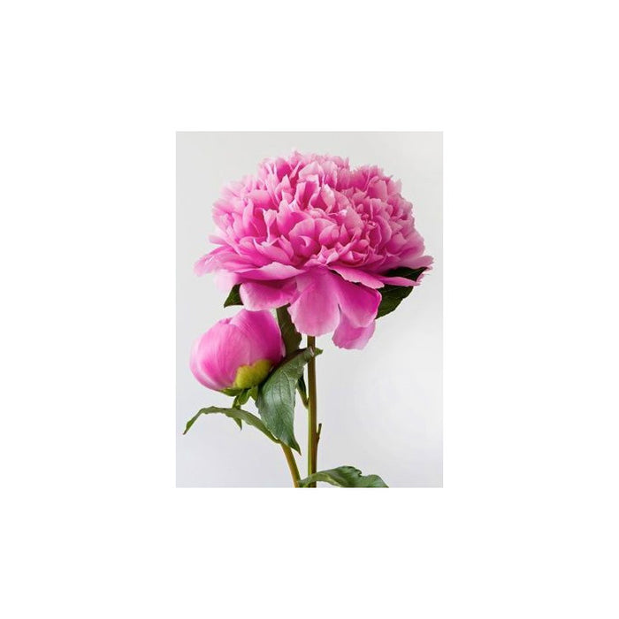 Diamond Painting Kit - PINK PEONY 15*20 CM WD276