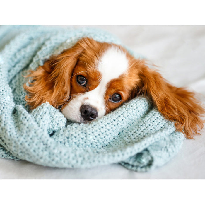 Diamond Painting Kit - SLEEPY FRIEND 40*30 WD3053