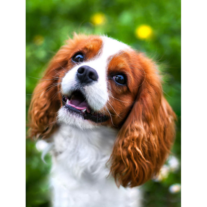 Diamond Painting Kit - LOVELY SPANIEL 30*40 WD3055