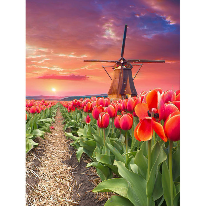 Diamond Painting Kit - WINDMILL IN TULIPS 30*40 WD3056