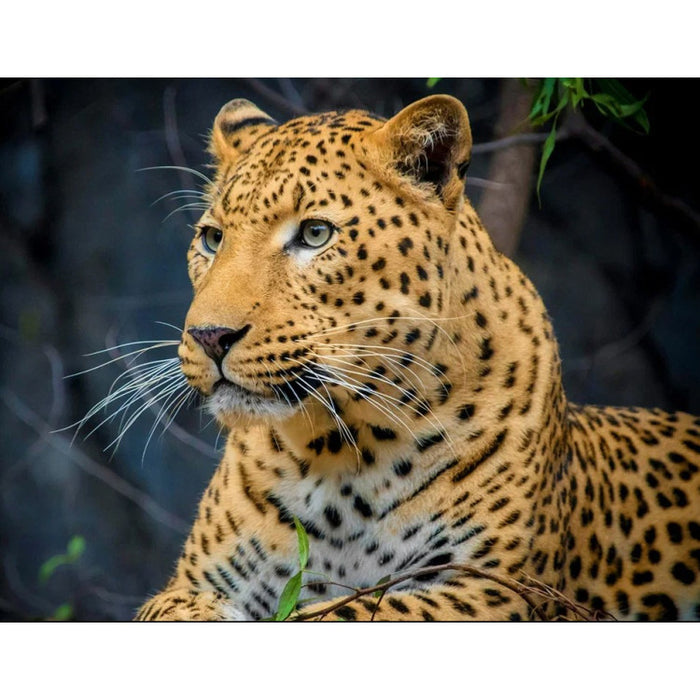 Diamond Painting Kit - LEOPARD 40*30 WD3036