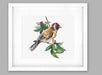 Cross Stitch Kit Luca-S - B1197 Goldfinch bird Cross Stitch Kits - HobbyJobby