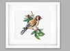 Cross Stitch Kit Luca-S - Goldfinch bird, B1197 Cross Stitch Kits - HobbyJobby