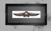 Cross Stitch Kit Luca-S - The Owl, CD005 Cross Stitch Kits - HobbyJobby