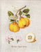 Cross Stitch Kit Luca-S - The Pear shaped Quince - HobbyJobby